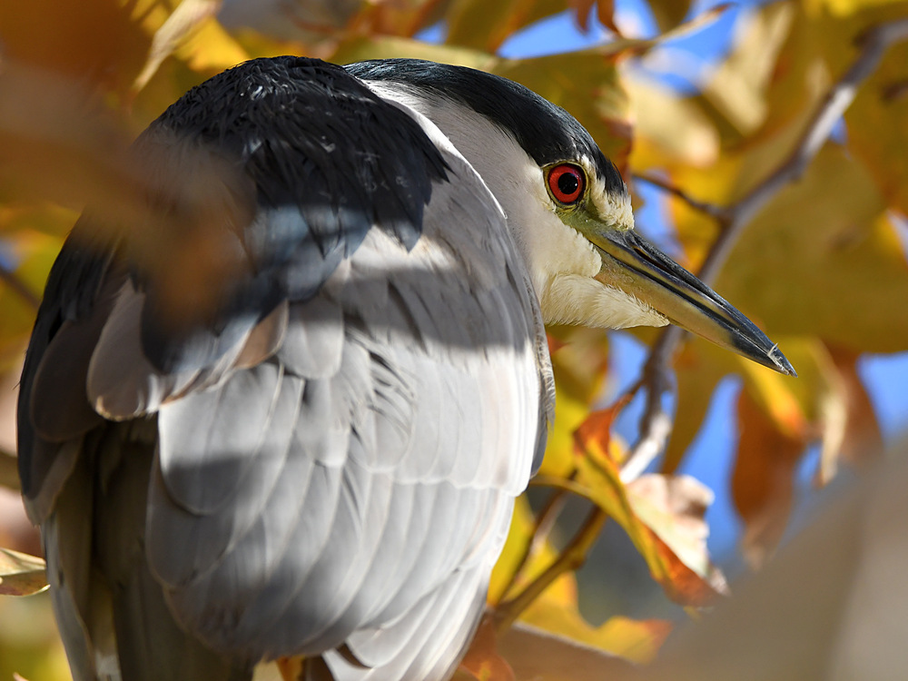 BlackHeron4.jpg
