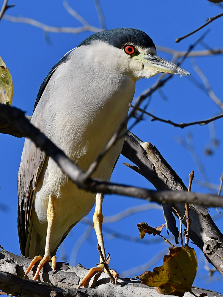 BlackHeron4.jpg
