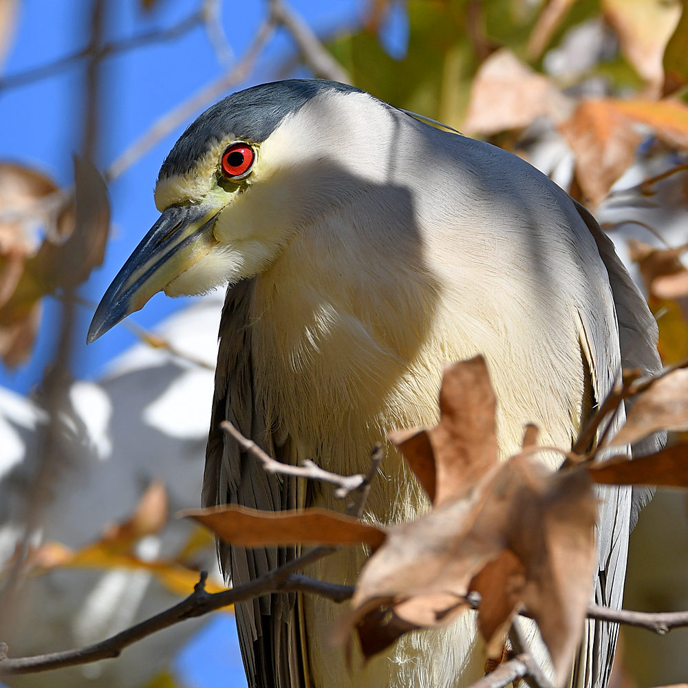 BlackHeron4.jpg