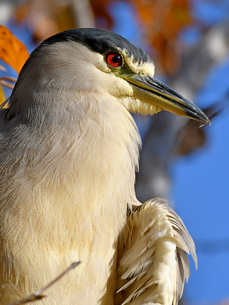 BlackHeron4.jpg
