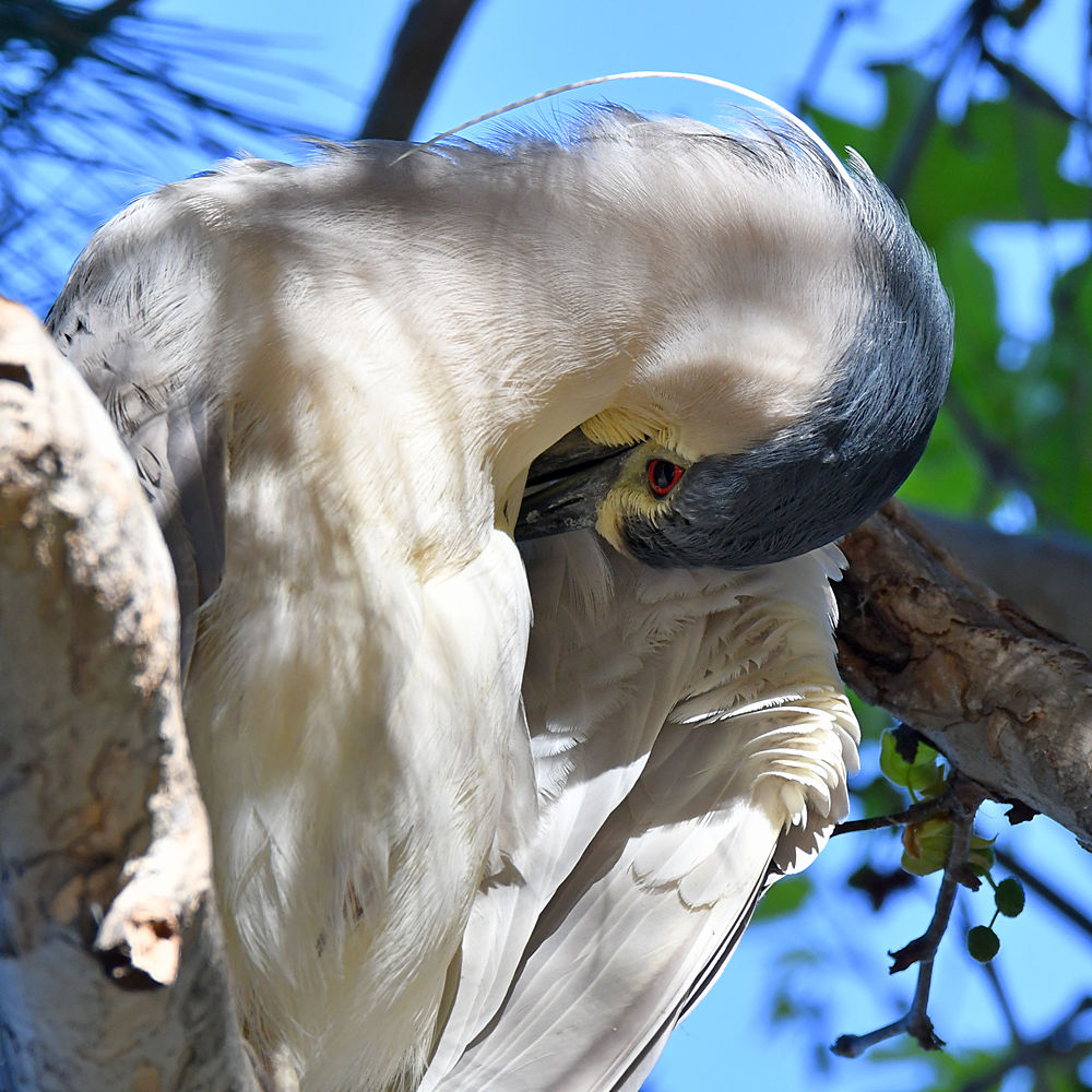 BlackHeron4.jpg