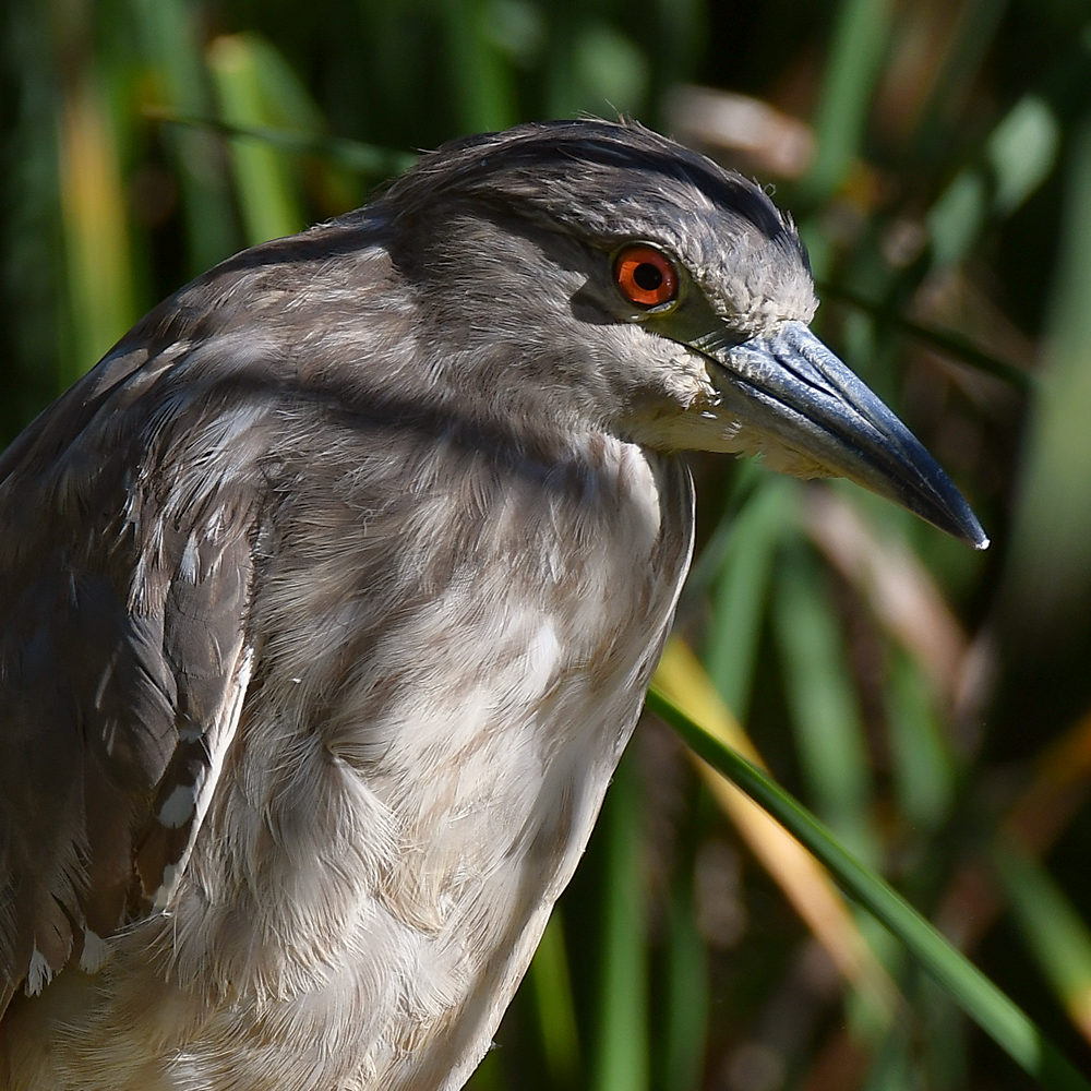 BlackHeron4.jpg
