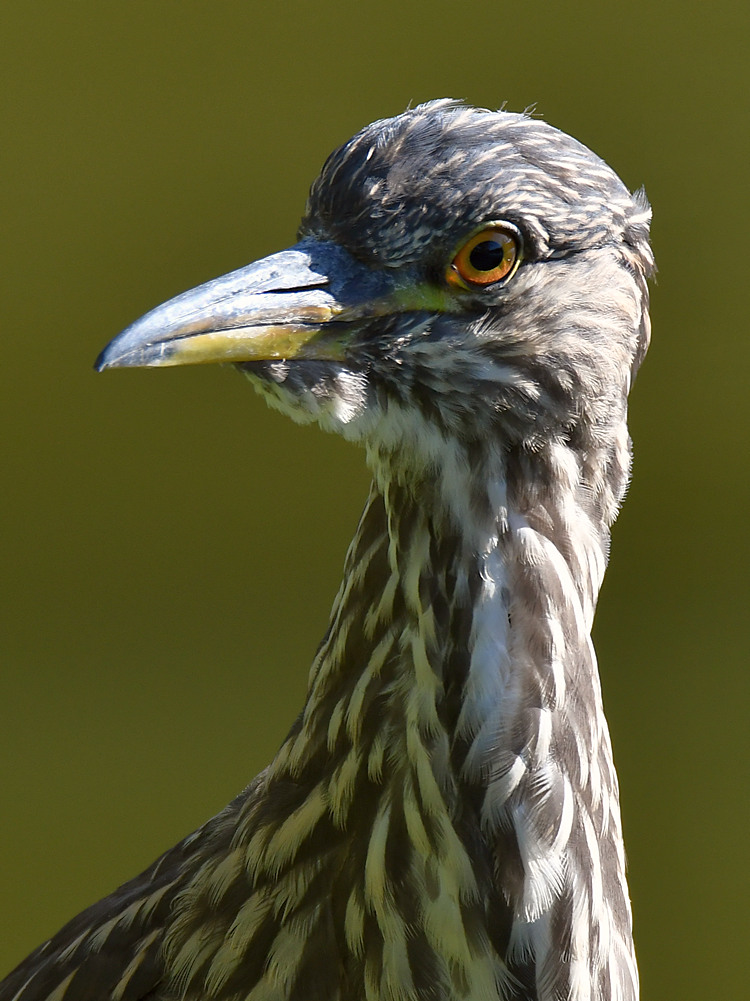 BlackHeron4.jpg