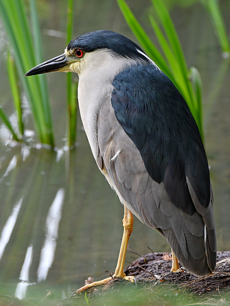 BlackHeron4.jpg