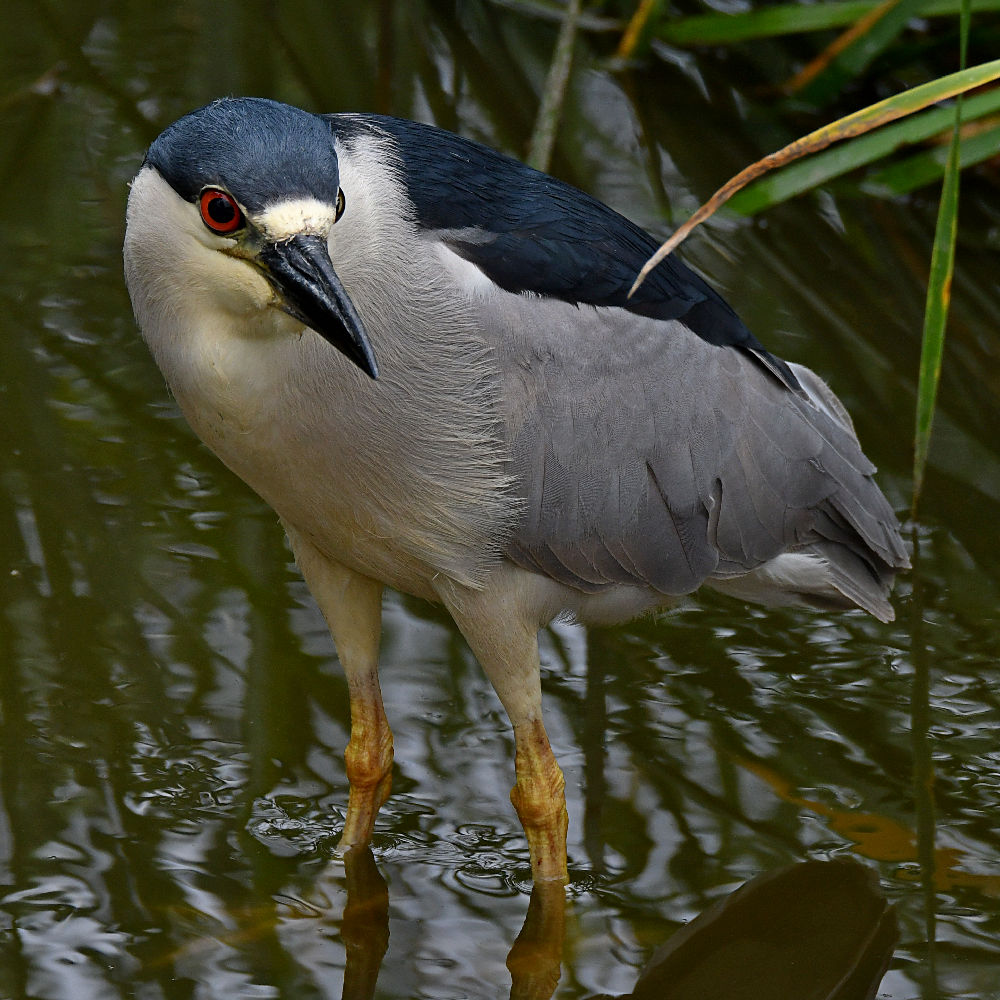 BlackHeron4.jpg