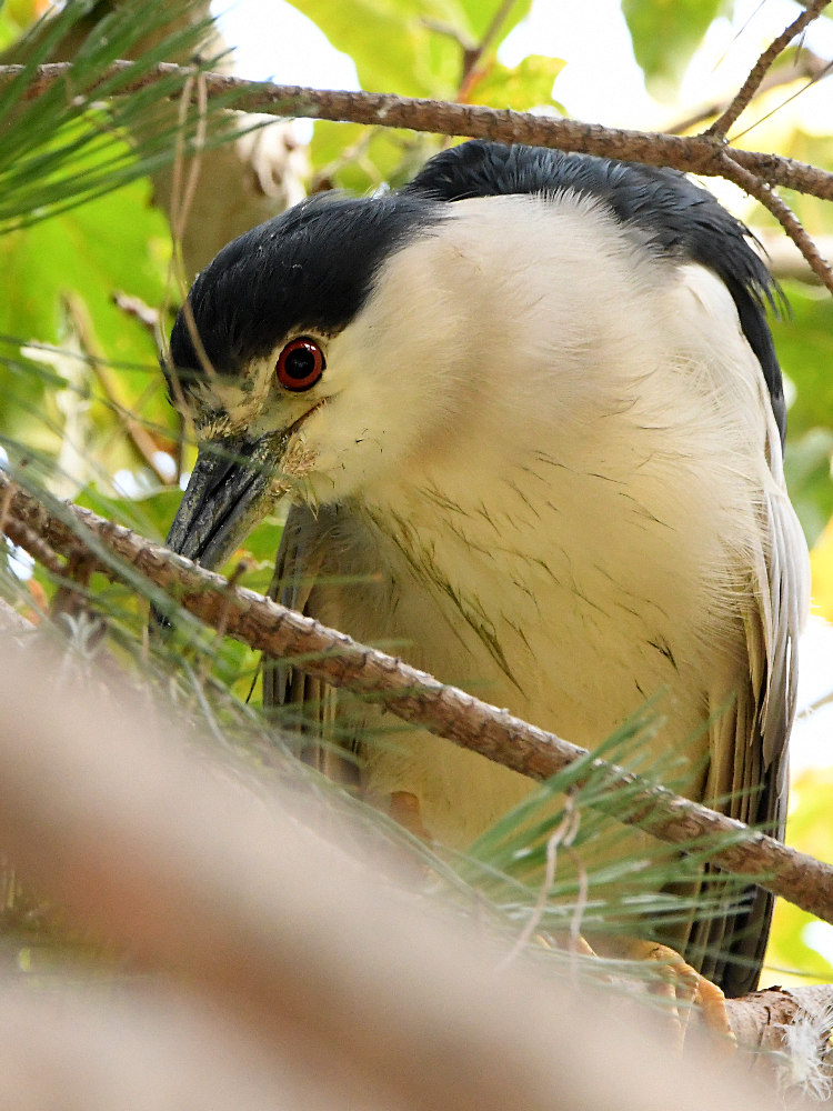 BlackHeron4.jpg