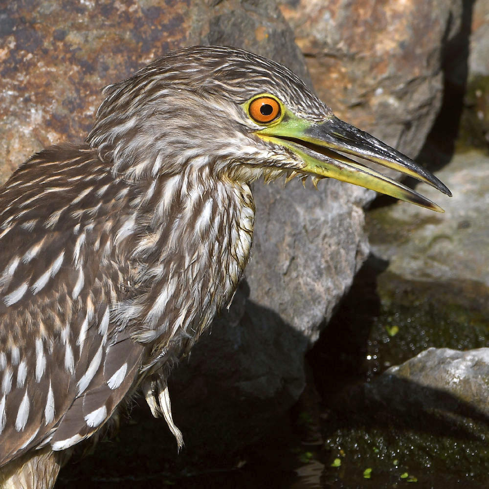 BlackHeron4.jpg