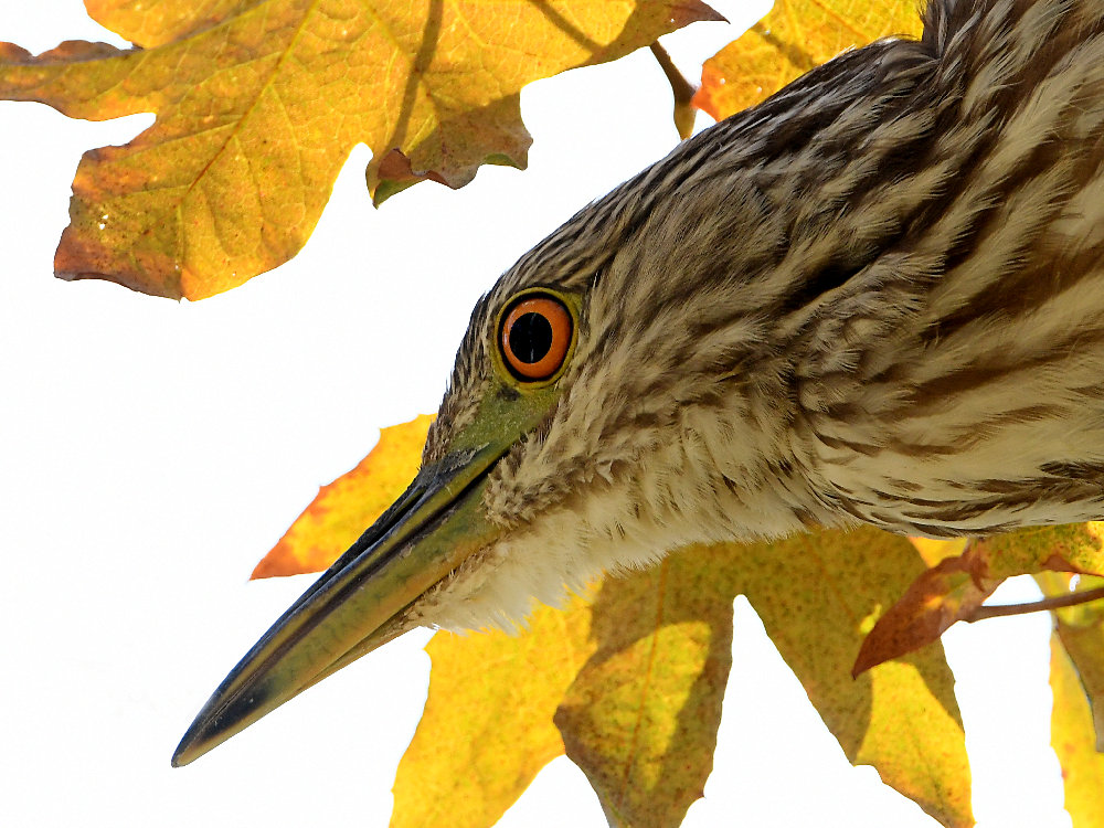 BlackHeron4.jpg