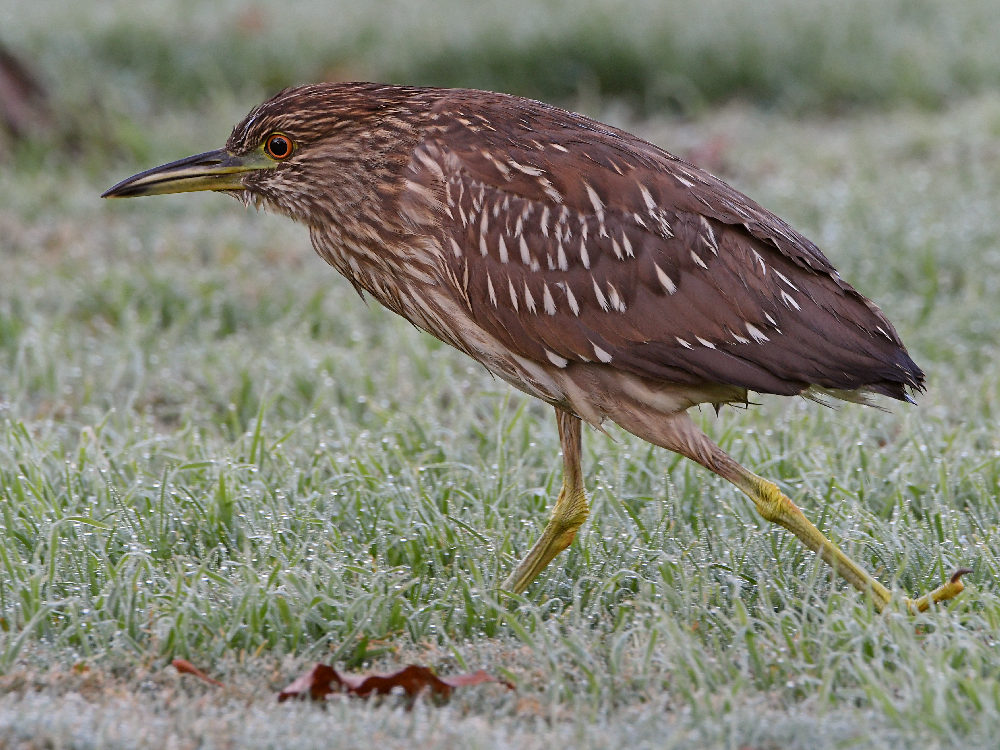 BlackHeron4.jpg