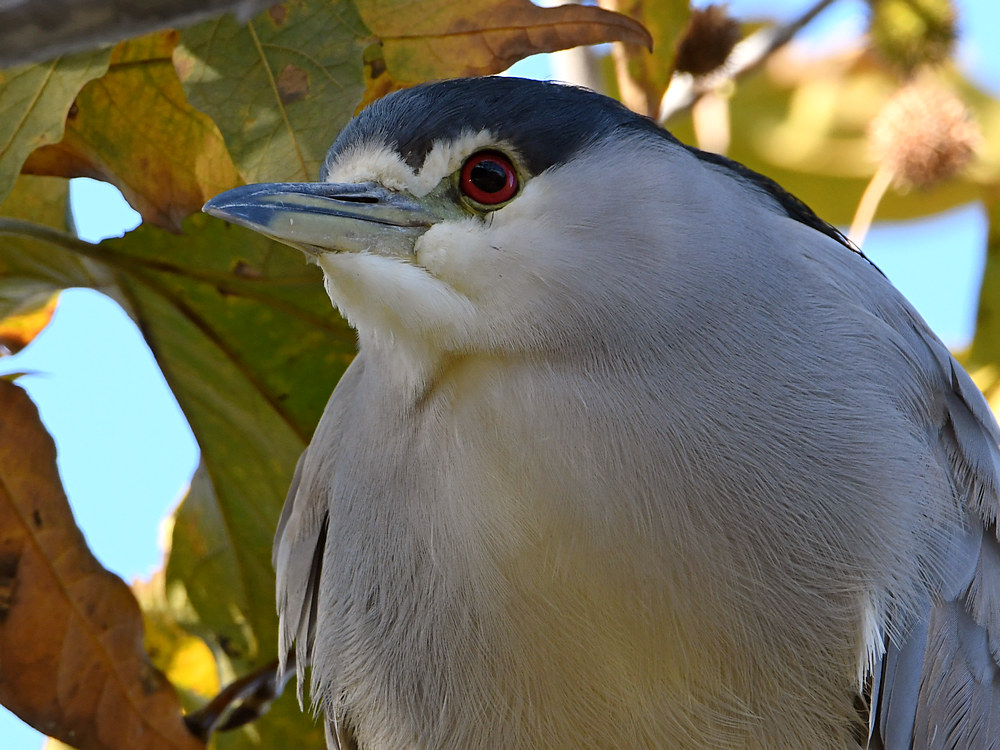 BlackHeron4.jpg