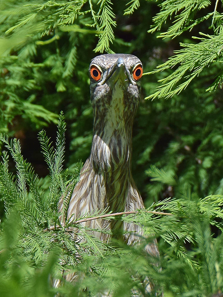 BlackHeron5.jpg