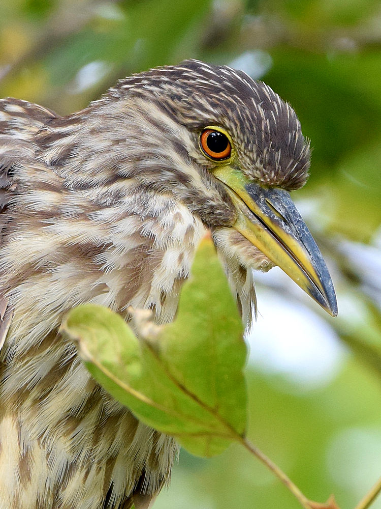 BlackHeron5.jpg