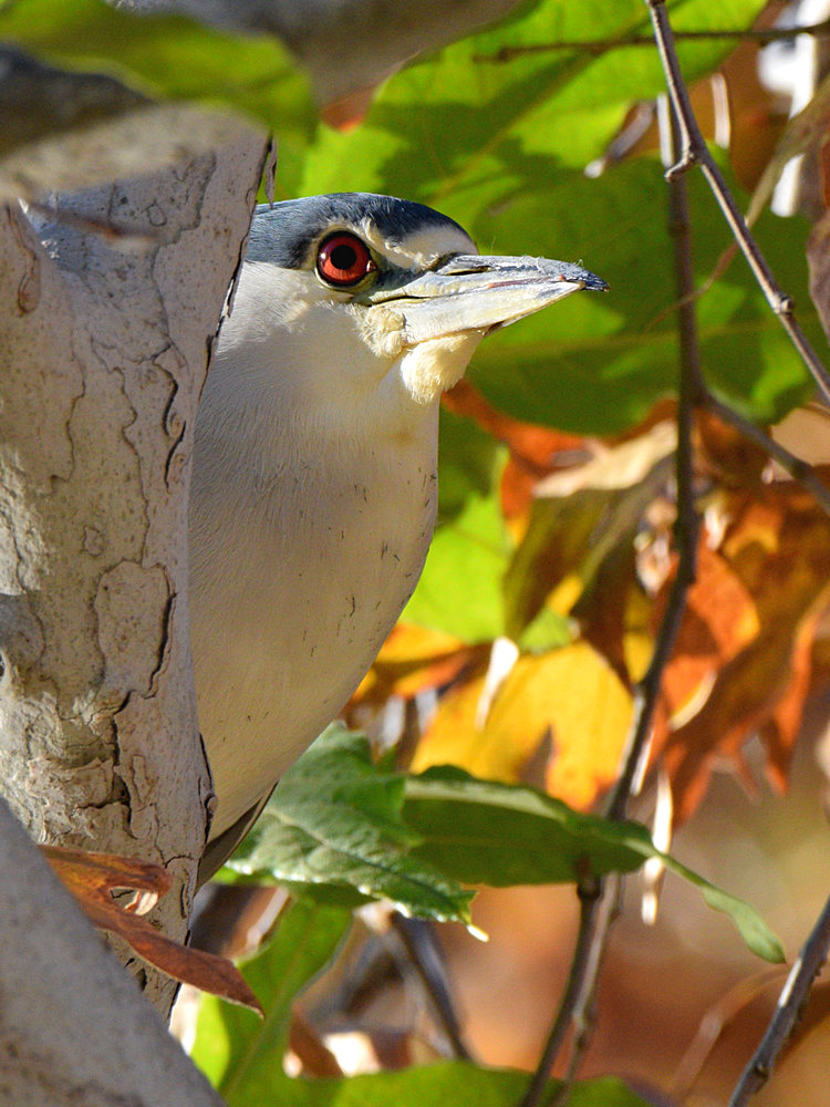 BlackHeron5.jpg