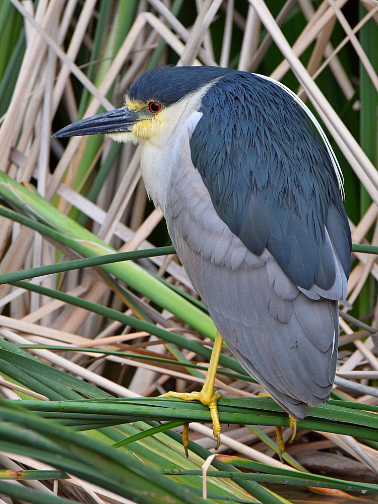 BlackHeron5.jpg