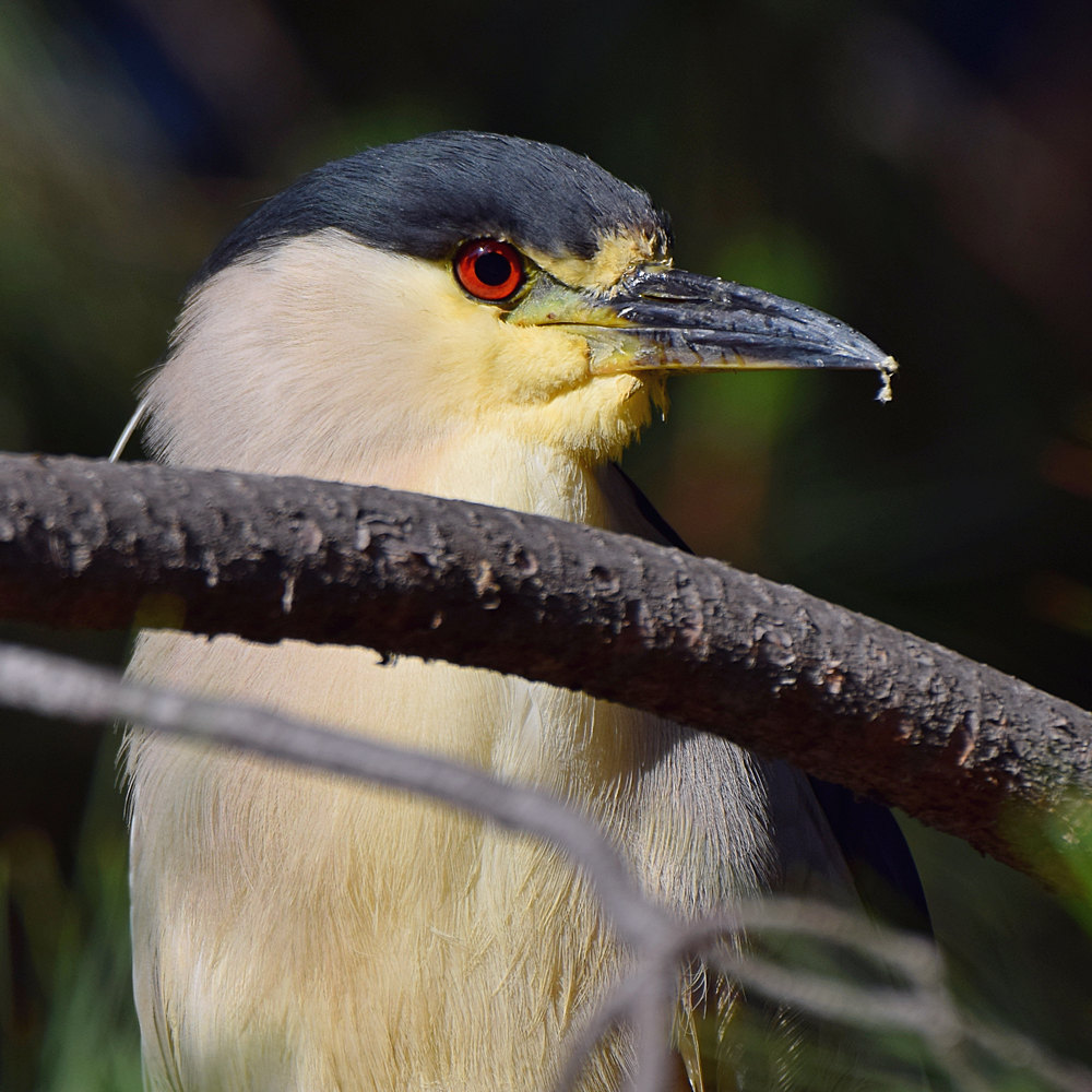 BlackHeron5.jpg