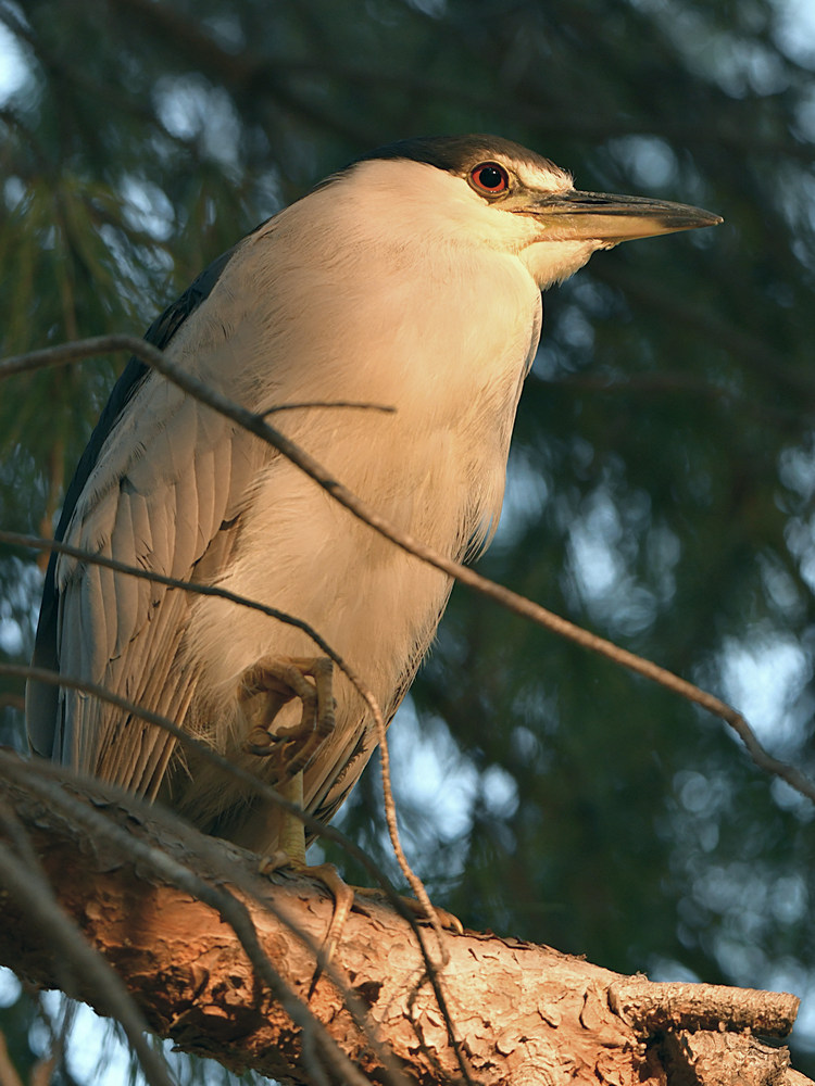 BlackHeron5.jpg