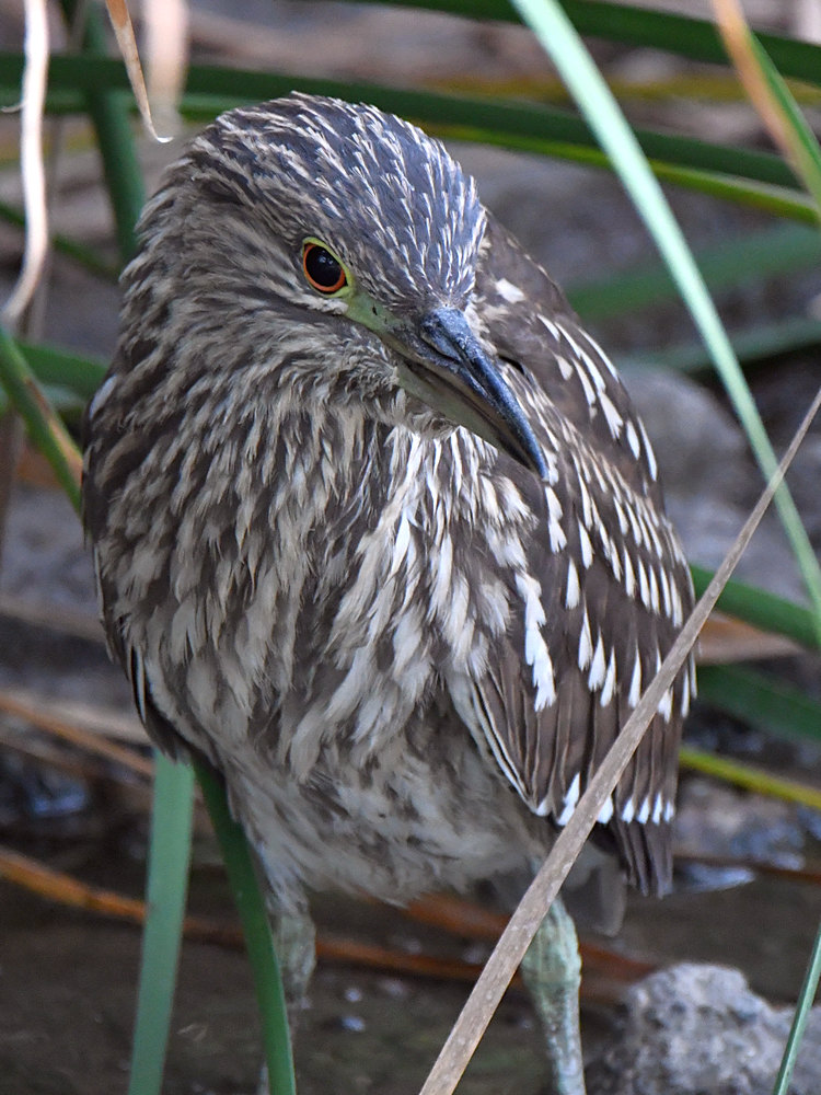 BlackHeron5.jpg