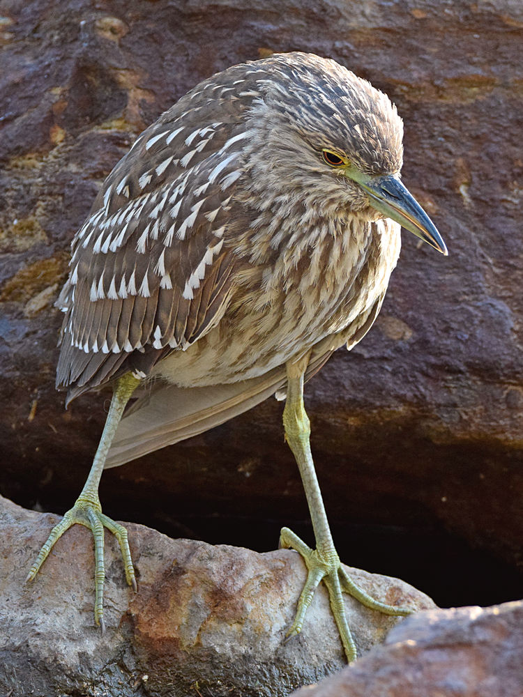 BlackHeron5.jpg