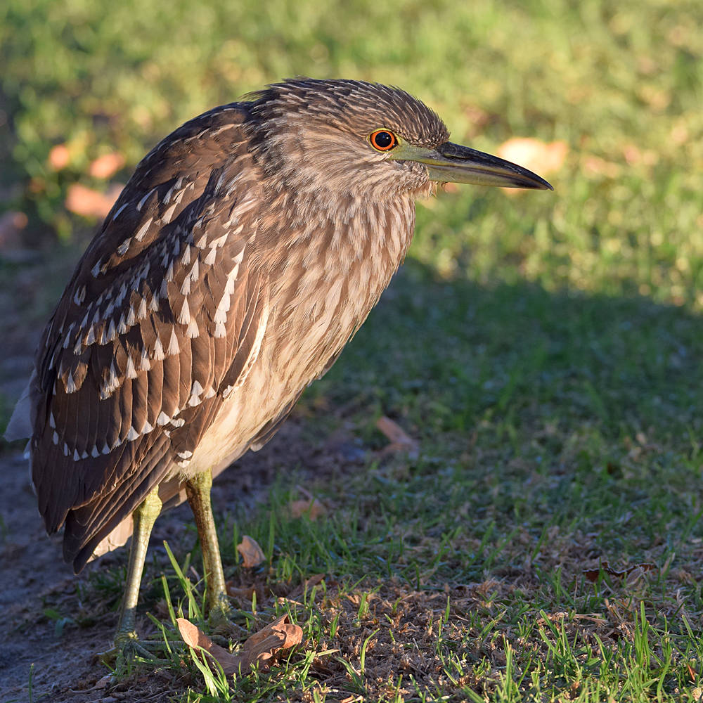 BlackHeron5.jpg
