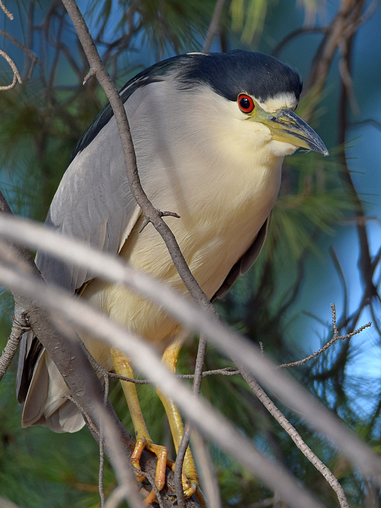 BlackHeron5.jpg