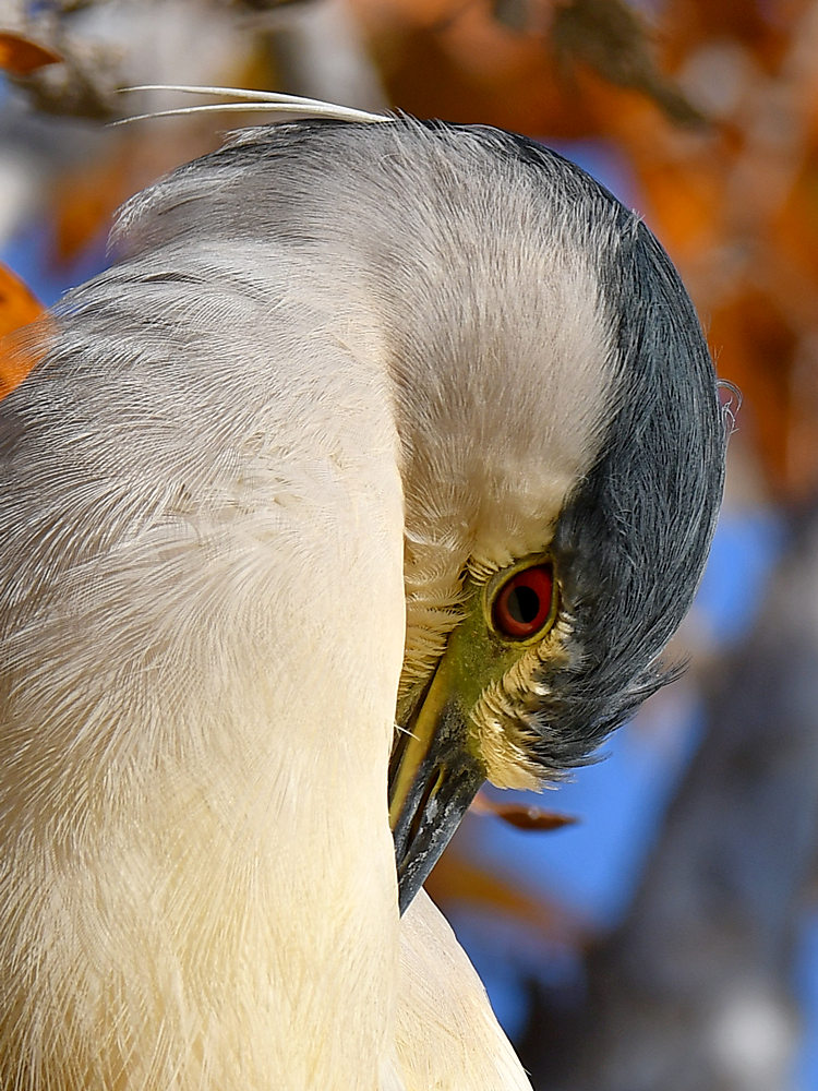BlackHeron5.jpg