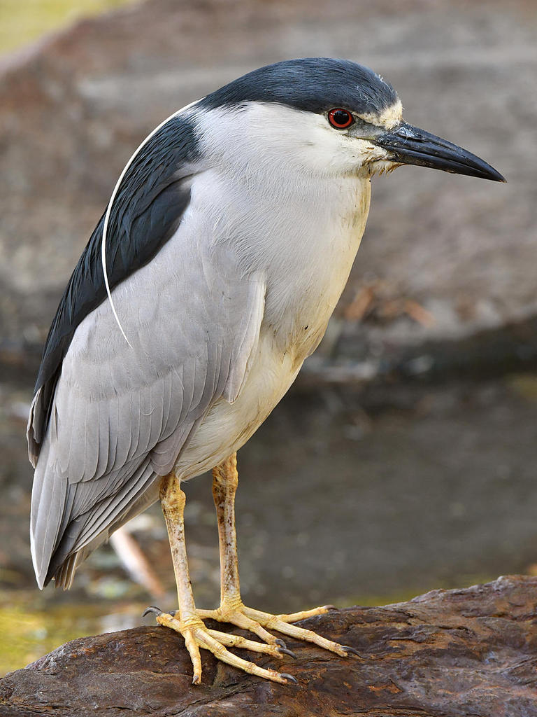 BlackHeron5.jpg