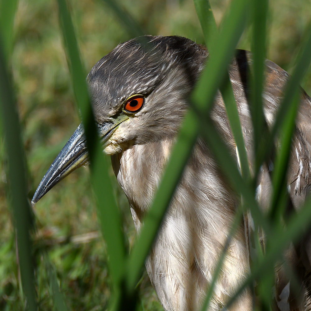 BlackHeron5.jpg