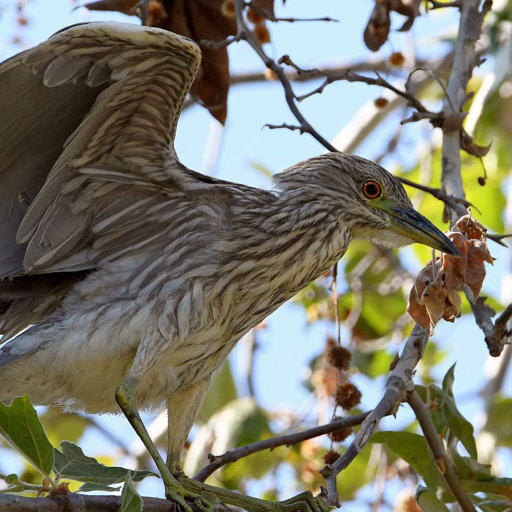 BlackHeron5.jpg