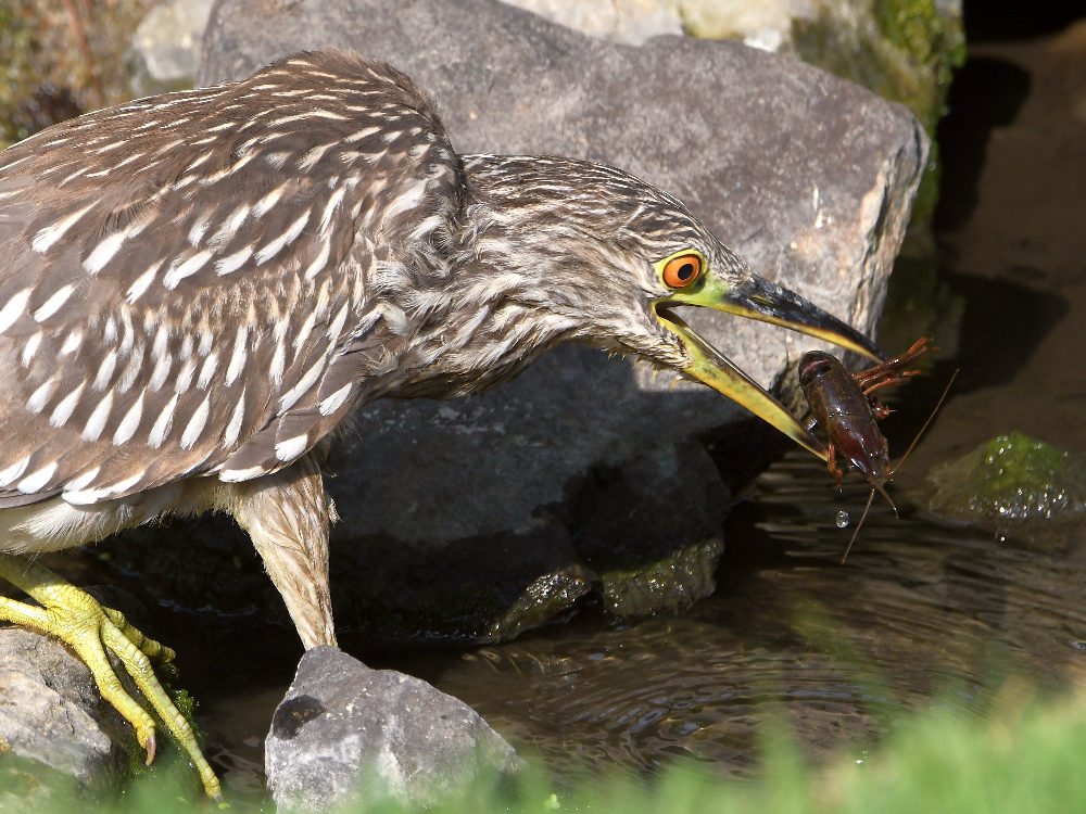BlackHeron5.jpg