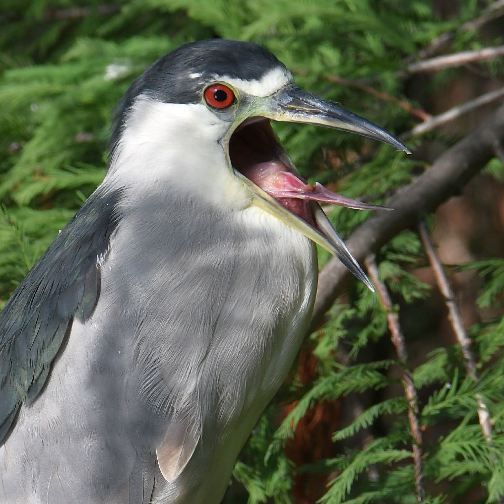 BlackHeron5.jpg