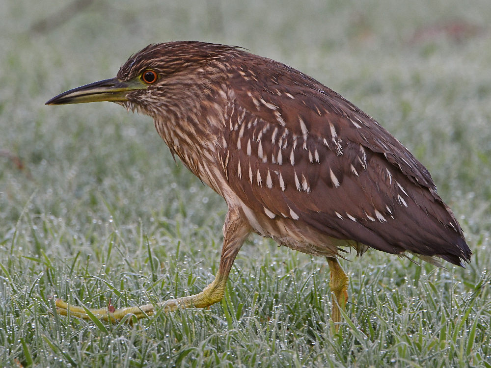 BlackHeron5.jpg