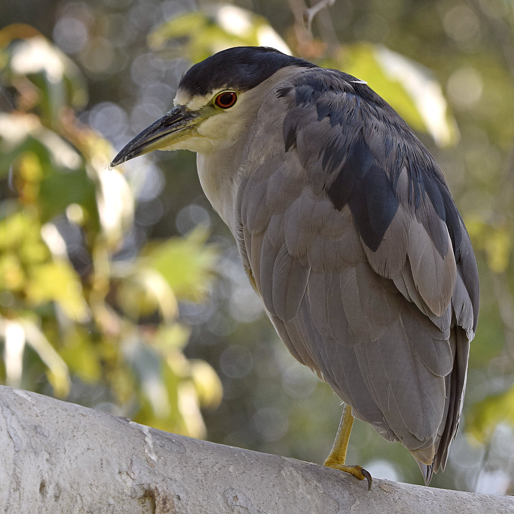 BlackHeron5.jpg