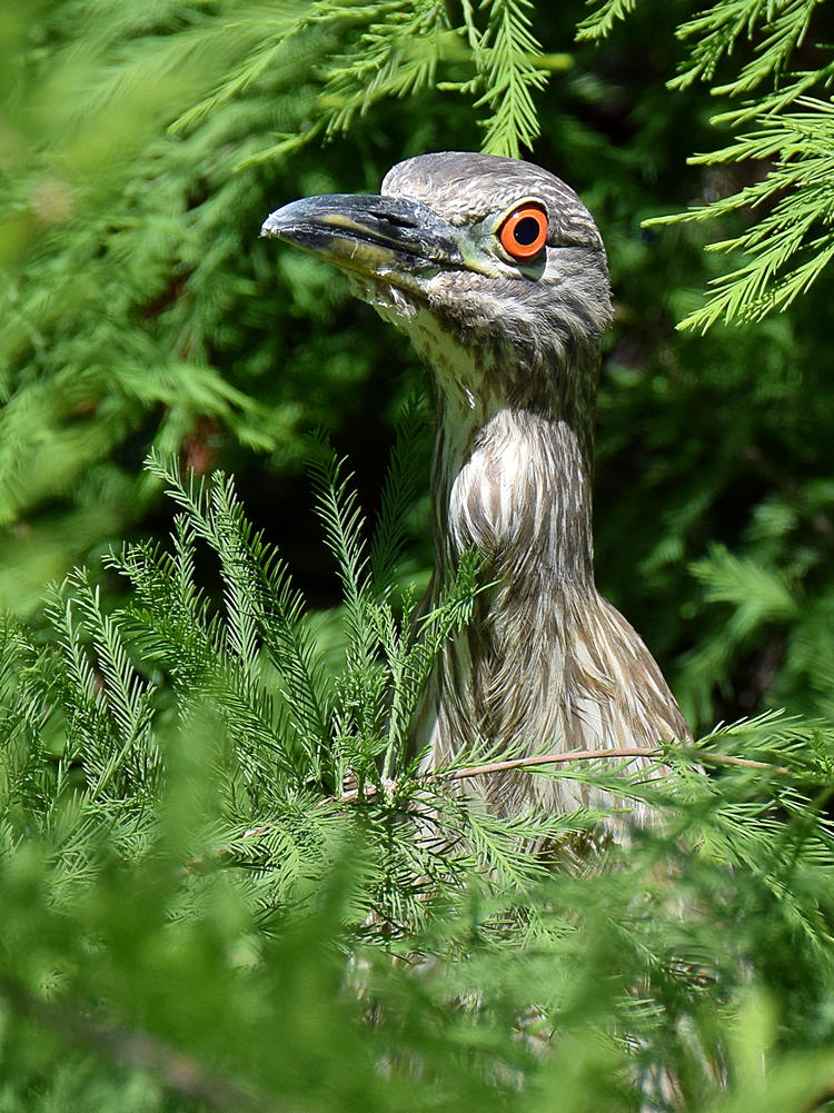 BlackHeron6.jpg