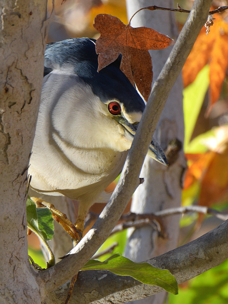 BlackHeron6.jpg