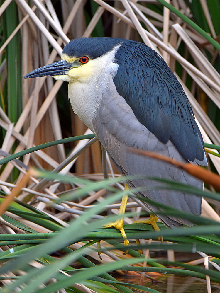 BlackHeron6.jpg