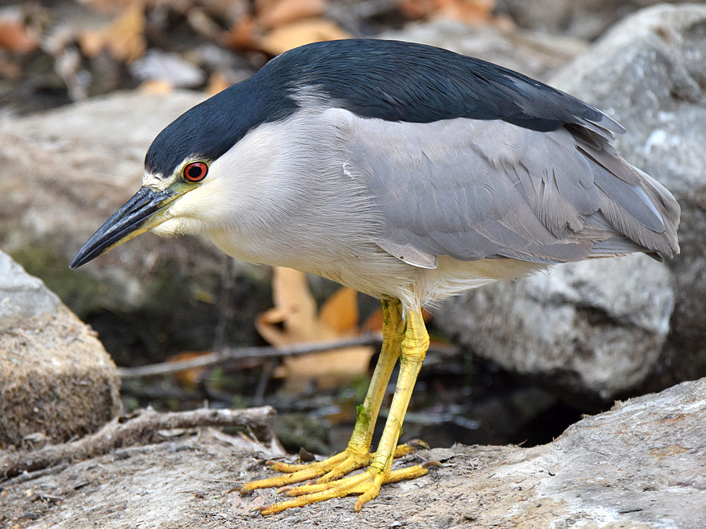 BlackHeron6.jpg