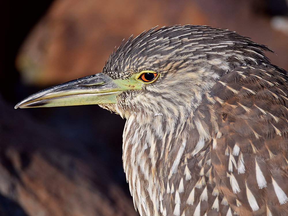 BlackHeron6.jpg