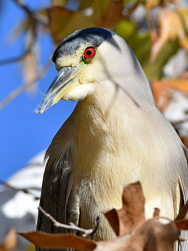 BlackHeron6.jpg