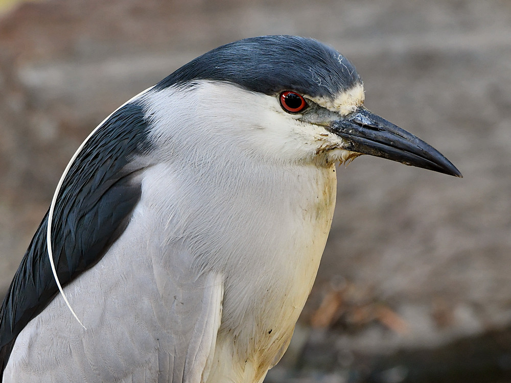 BlackHeron6.jpg