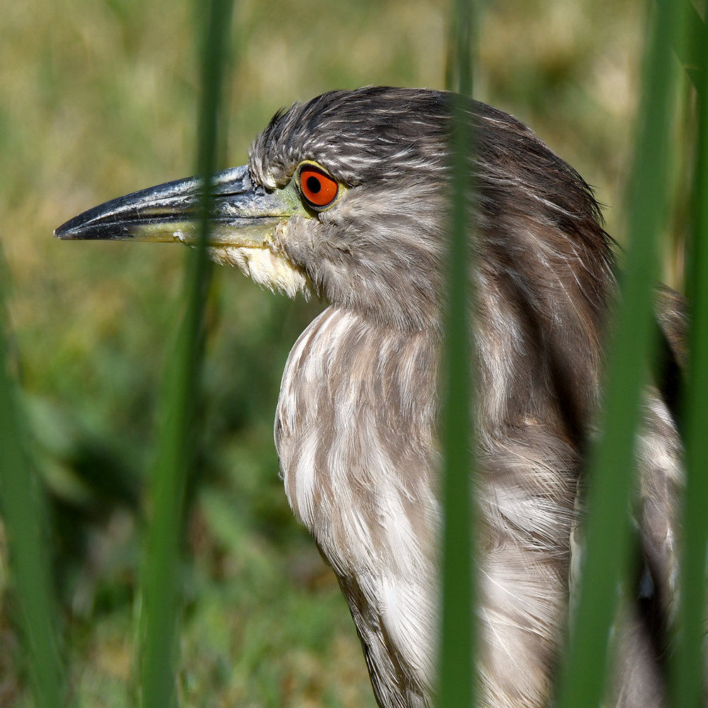 BlackHeron6.jpg
