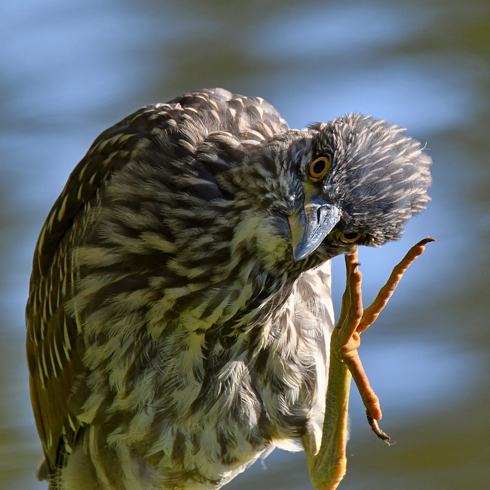 BlackHeron6.jpg