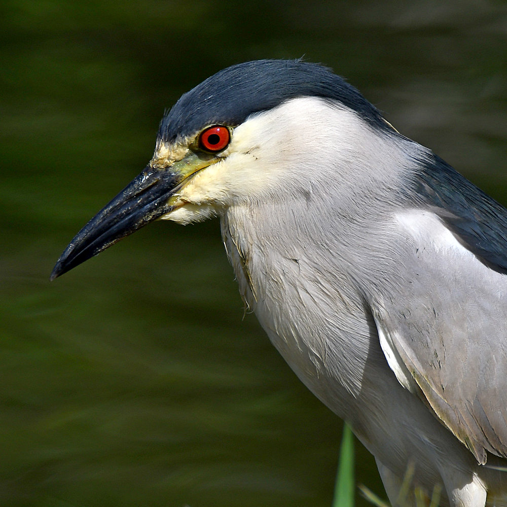 BlackHeron6.jpg