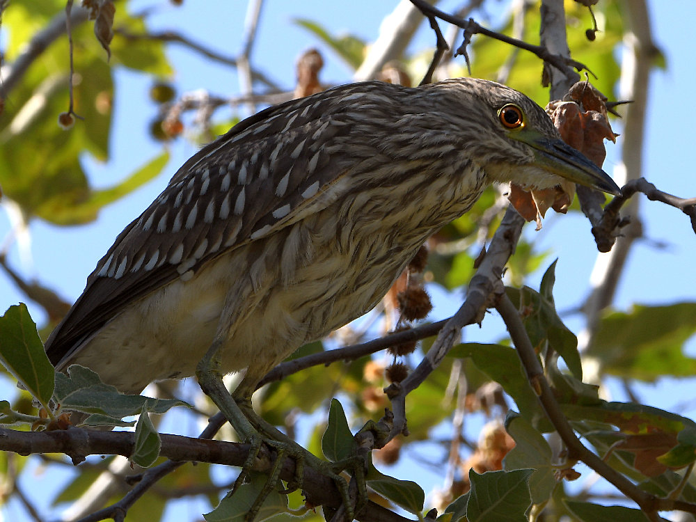 BlackHeron6.jpg