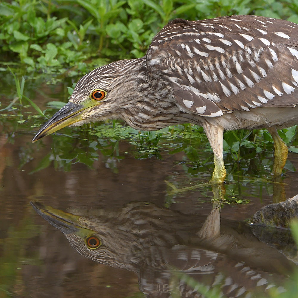 BlackHeron6.jpg