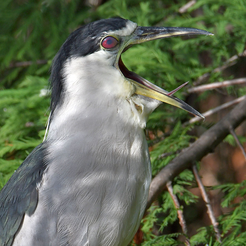 BlackHeron6.jpg
