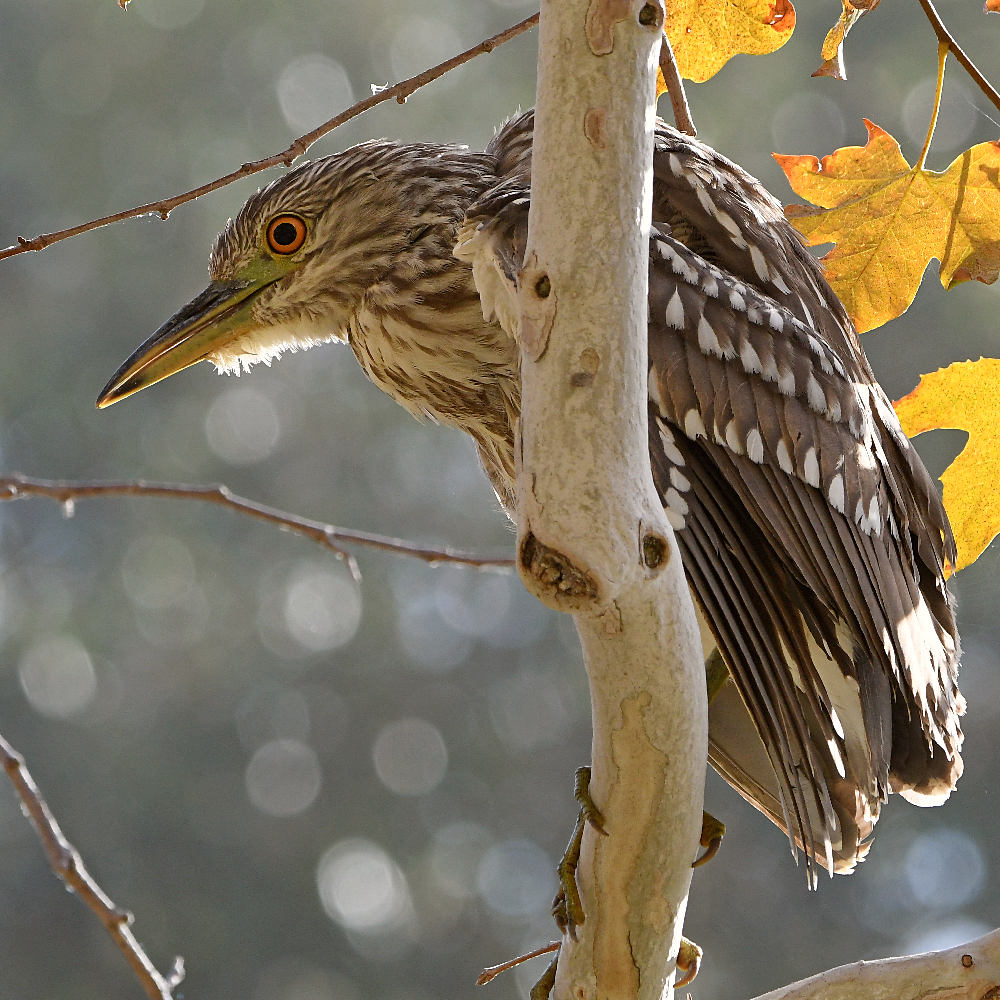 BlackHeron6.jpg