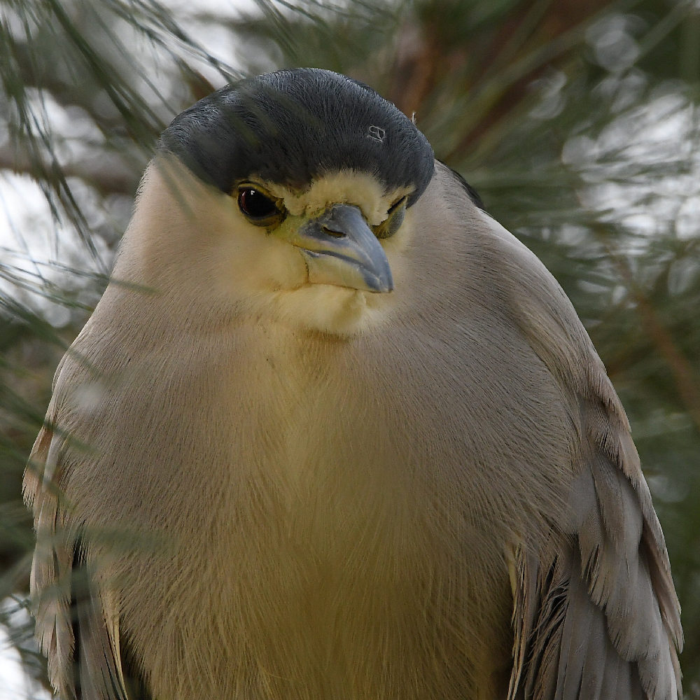 BlackHeron6.jpg