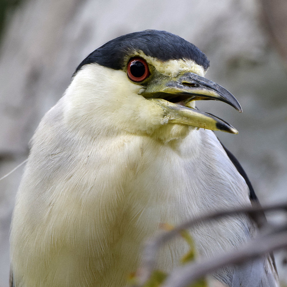 BlackHeron6.jpg