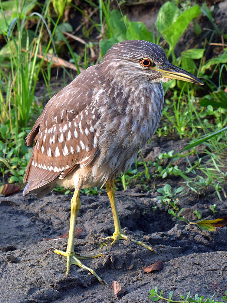 BlackHeron7.jpg