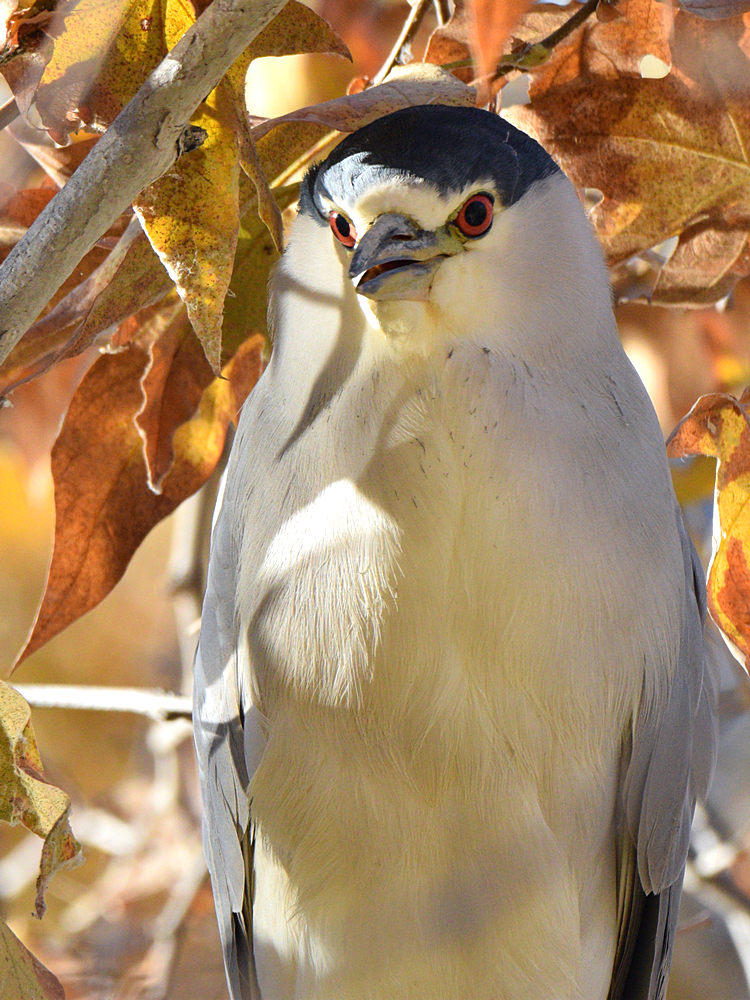 BlackHeron7.jpg